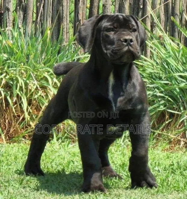 1-3 months Male Purebred Boerboel · Photo 1