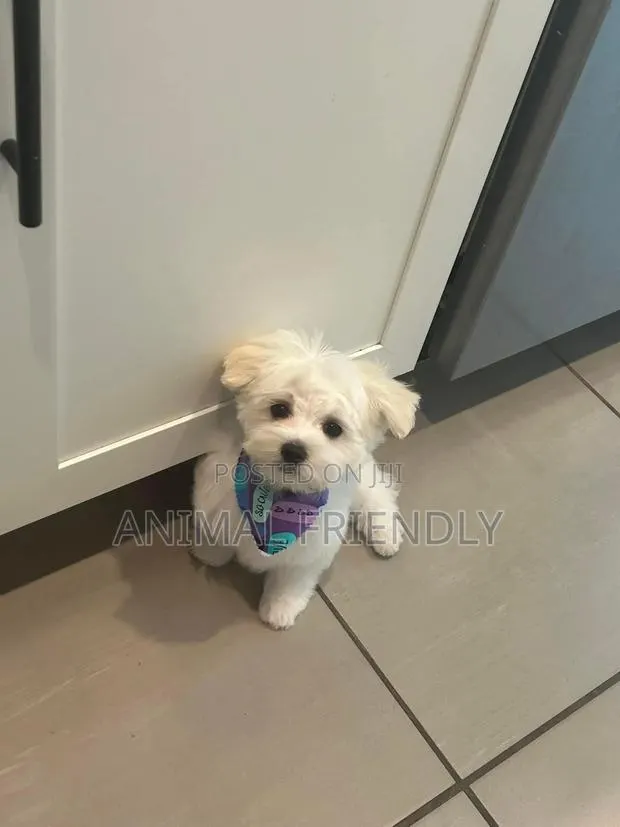 3-6 months Male Purebred Maltese · Photo 1