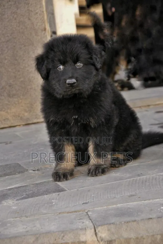 1-3 months Male Purebred German Shepherd · Photo 1