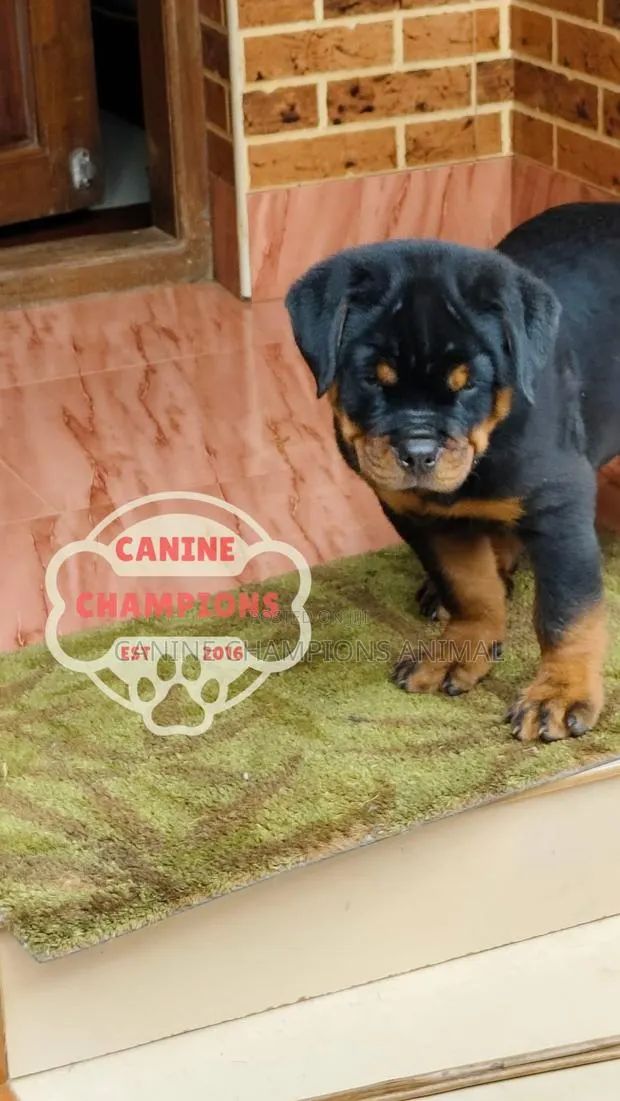 1-3 months Female Purebred Rottweiler · Photo 1