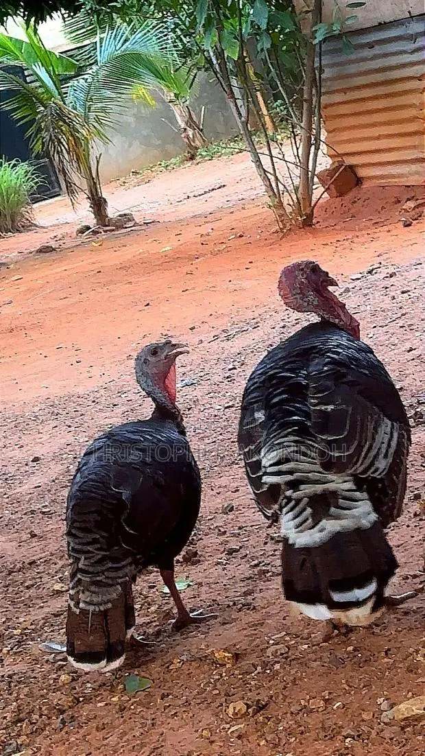 BBL Turkey · Photo 4