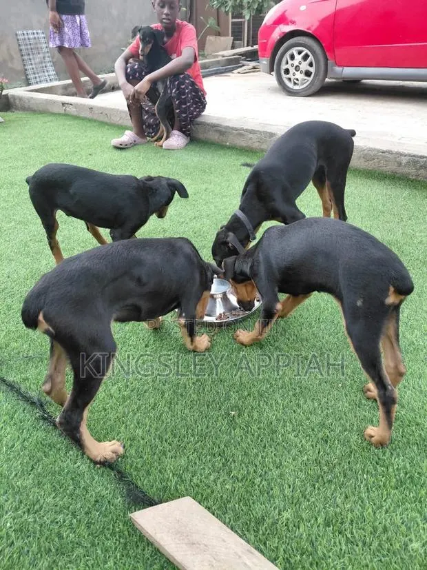3-6 months Male Purebred Doberman Pinscher · Photo 1