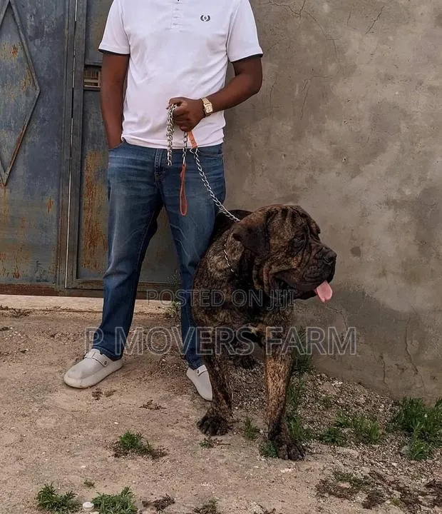 1-3 months Male Purebred Boerboel · Photo 1