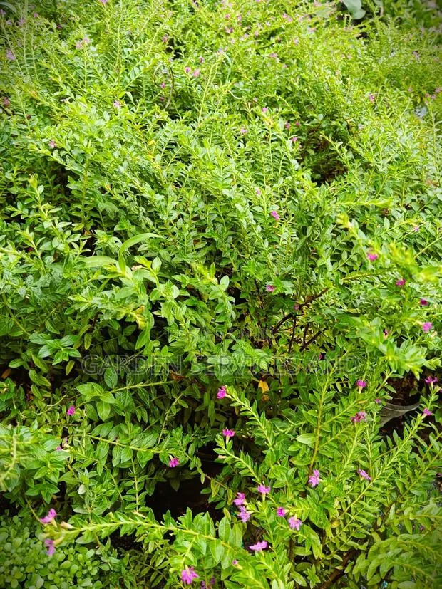 Cuphea Hyssopifolia Flower for Sale · Photo 4