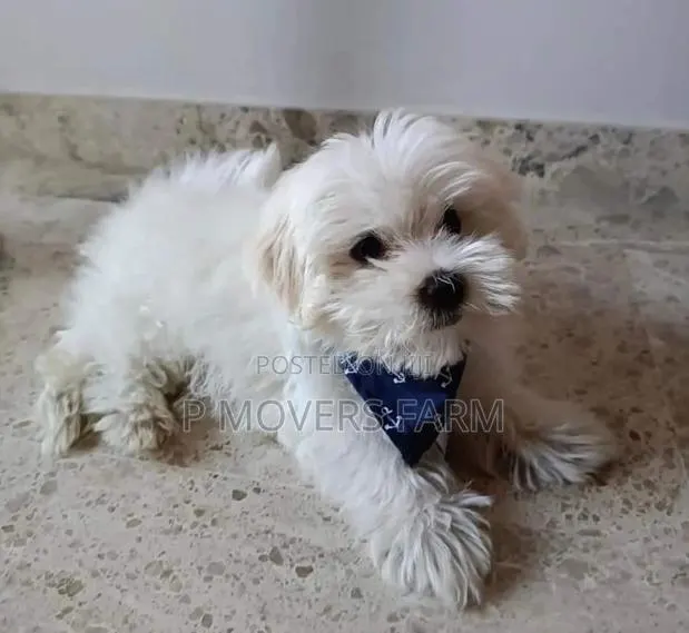 1-3 months Male Purebred Poodle · Photo 1