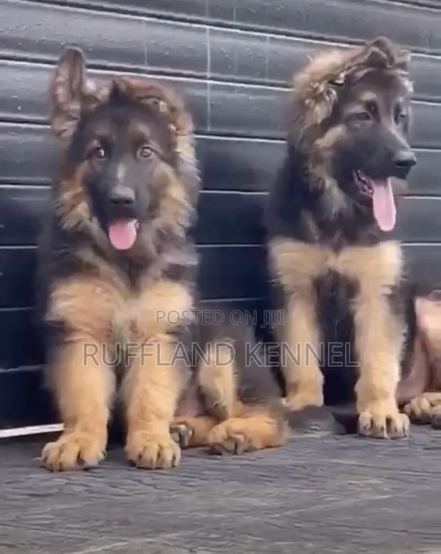 1-3 months Male Purebred German Shepherd · Photo 1