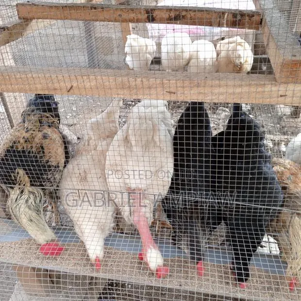 Mixed Breed Chickens · Photo 1