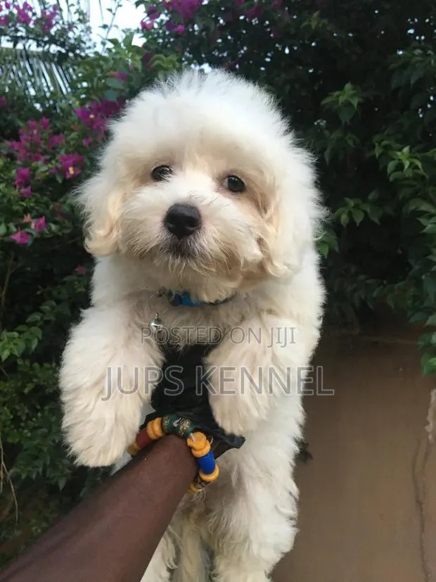 1-3 months Female Purebred Poodle · Photo 1