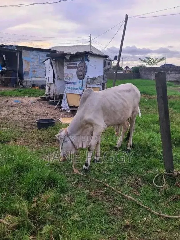 Healthy Cows · Photo 1
