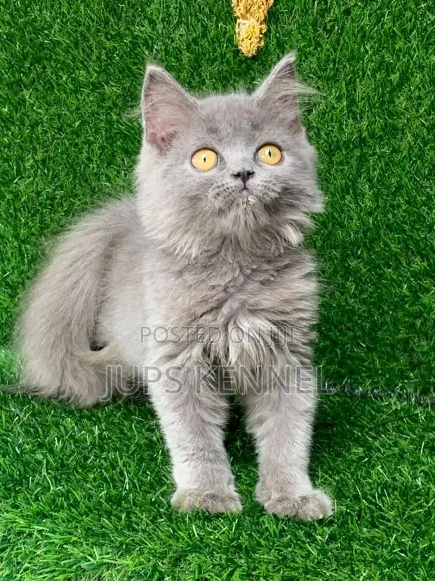 1-3 months Female Purebred British Shorthair · Photo 1