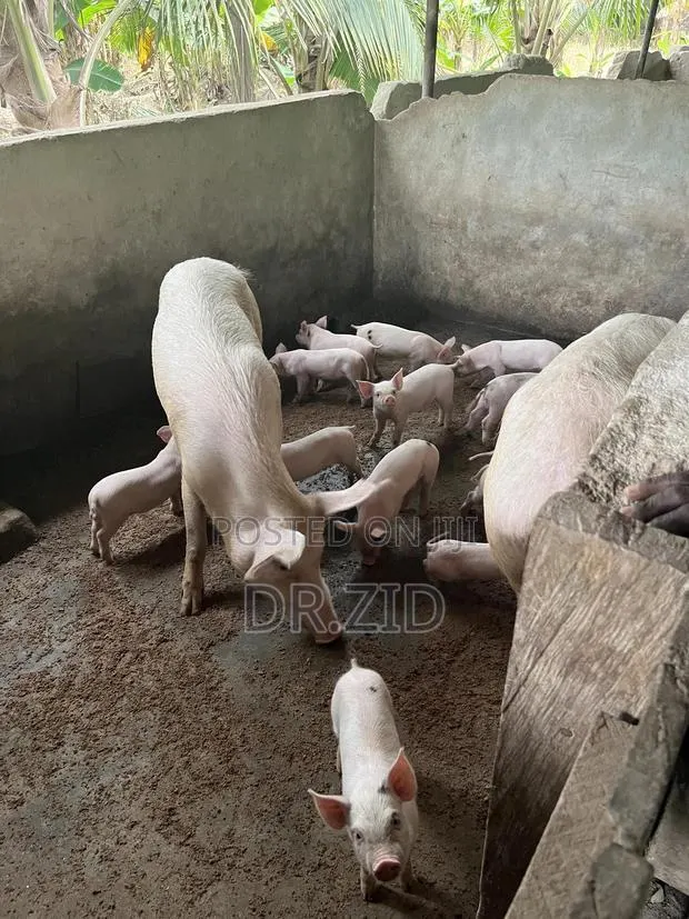 Health Pigs for Sale · Photo 2