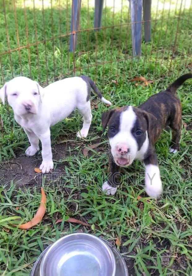 1-3 months Male Purebred American Pit Bull Terrier · Photo 1