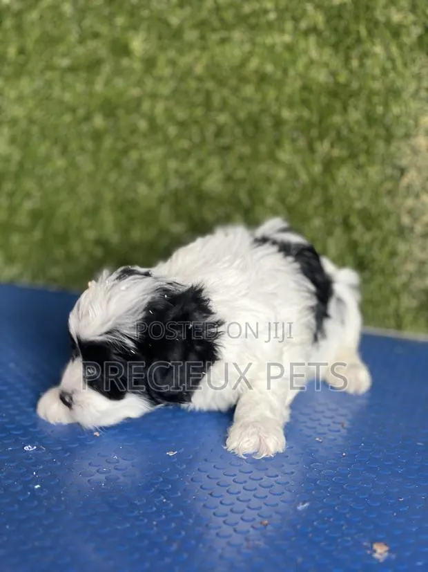 1-3 months Male Purebred Poodle · Photo 6