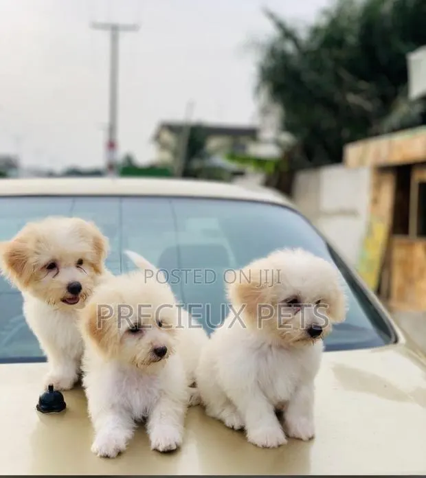 1-3 months Male Purebred Poodle · Photo 1