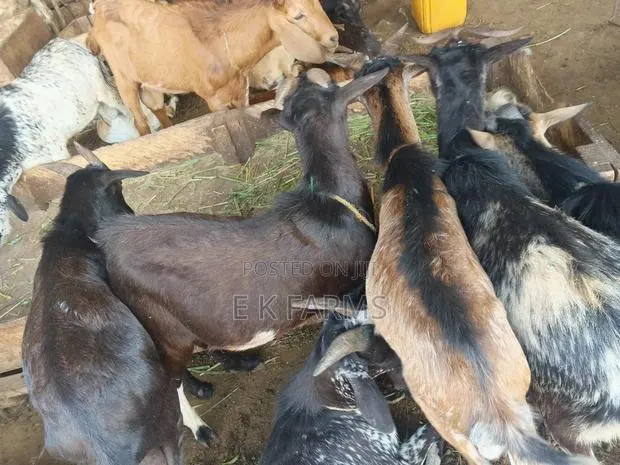 Local Breed Goat Available in Stock · Photo 3
