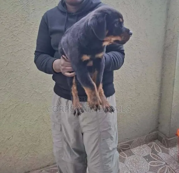 1-3 months Female Purebred German Shepherd · Photo 1