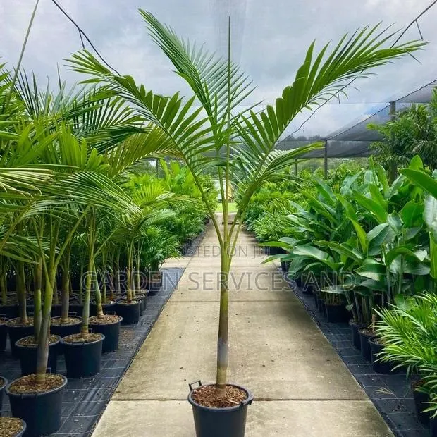 King Palm for Sale · Photo 1