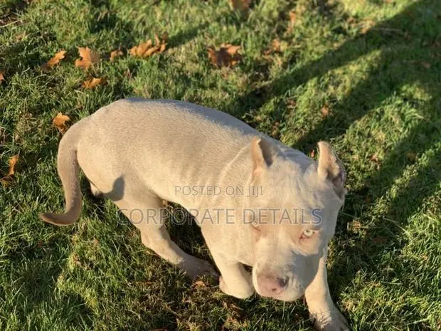 1-3 months Male Purebred American Pit Bull Terrier · Photo 1