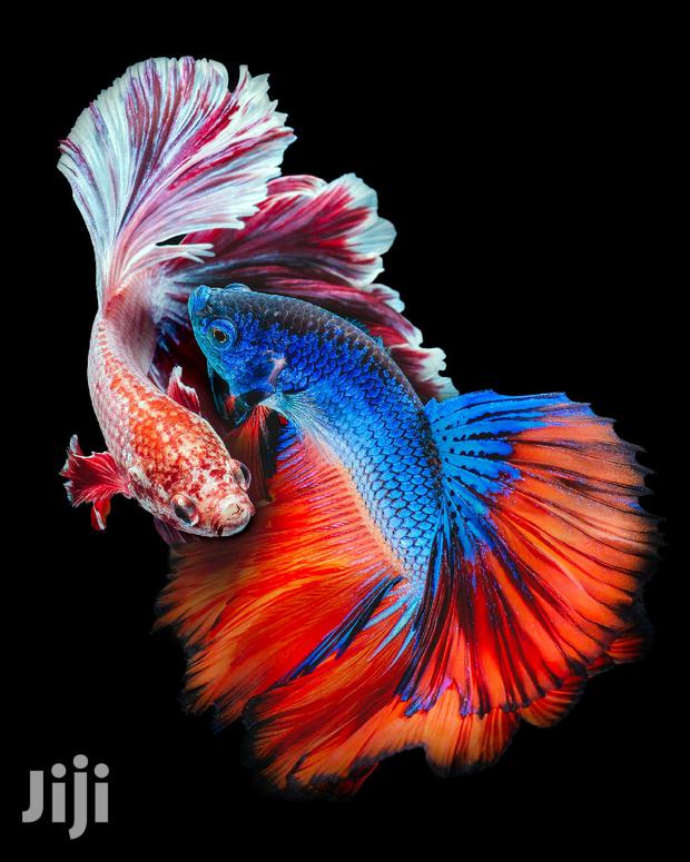Betta Fish · Photo 2