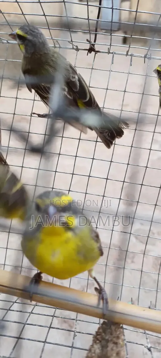 Canary Birds · Photo 1