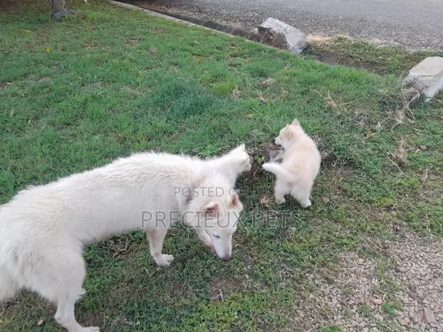 3-6 Months Male Purebred Siberian Husky · Photo 1