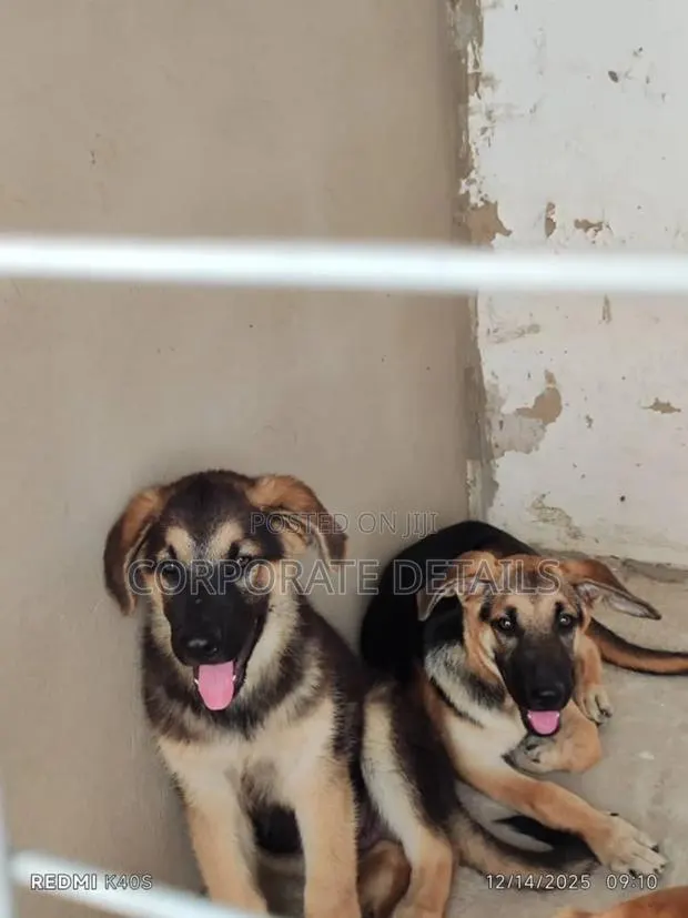 1-3 months Female Purebred German Shepherd · Photo 1