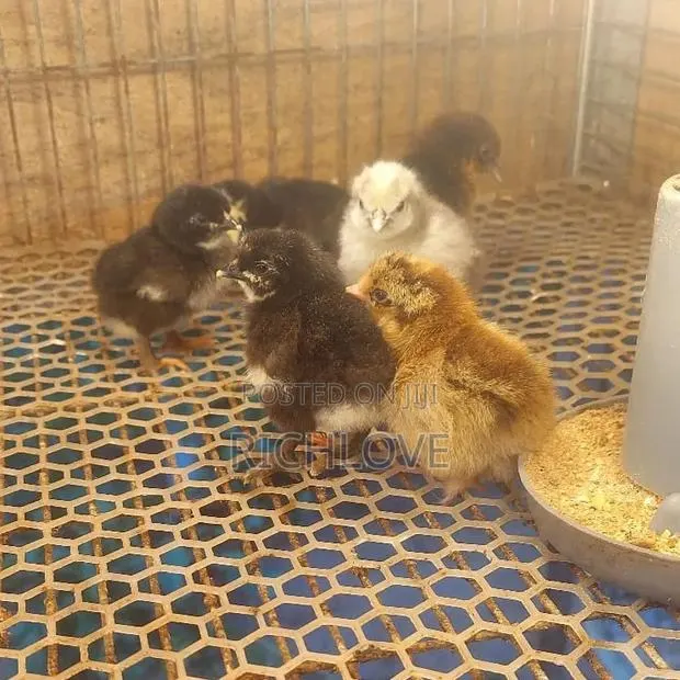 Poultry for Sale · Photo 1