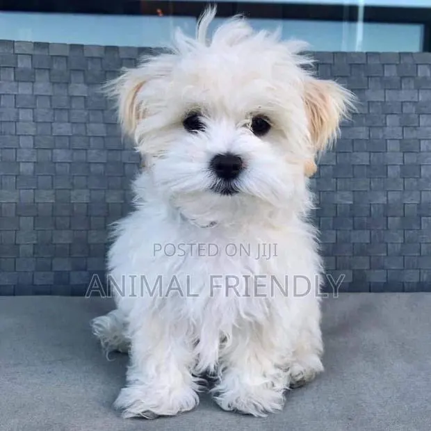 1-3 months Male Purebred Poodle · Photo 1