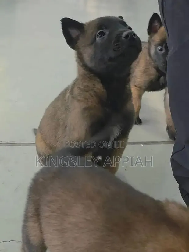 1-3 months Male Purebred Belgian Malinois · Photo 1