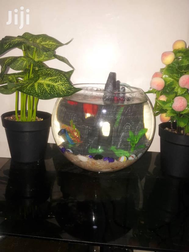 Fish Bowls · Photo 4