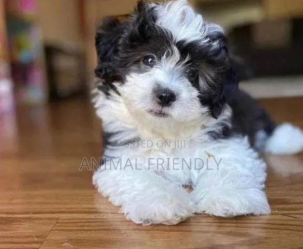 1-3 months Male Purebred Lhasa Apso · Photo 1