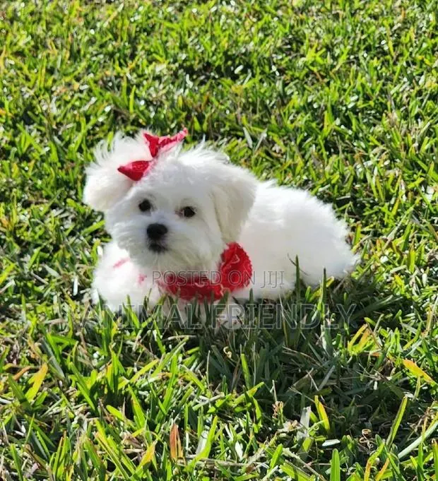 1-3 months Male Purebred Poodle · Photo 1