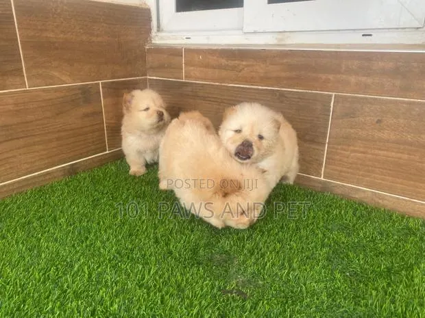 1-3 months Male Purebred Chow Chow · Photo 1