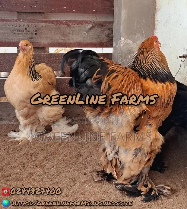 Brahma Chicken 8m · Photo 1