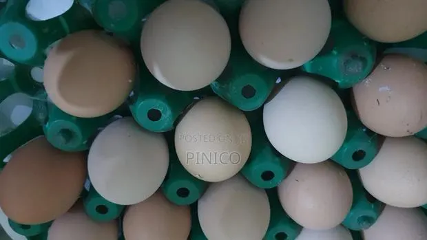 Brahma Fertile Eggs · Photo 1