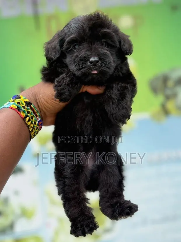 1-3 months Female Purebred Poodle · Photo 1