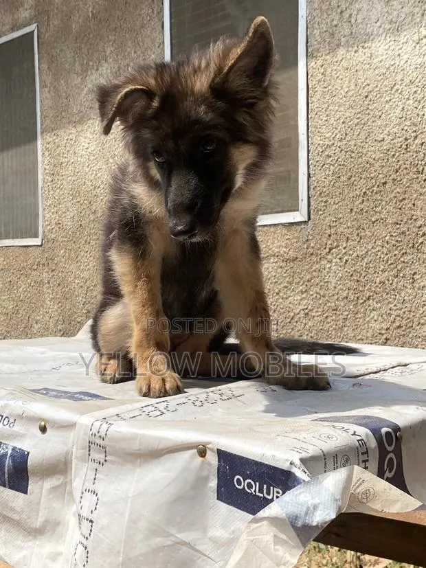 1-3 months Female Purebred German Shepherd · Photo 1