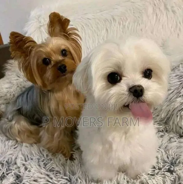 1-3 months Male Purebred Maltese · Photo 1