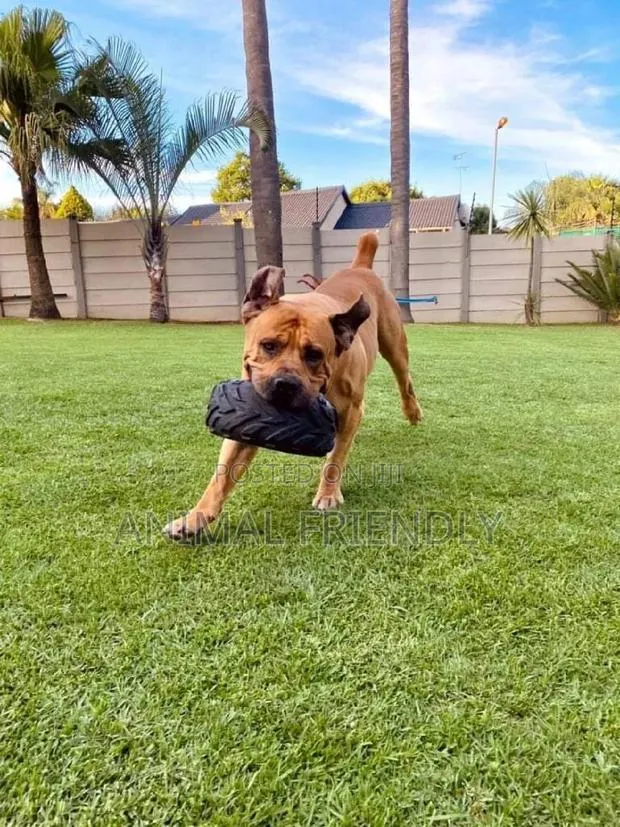 1-3 months Female Purebred Boerboel · Photo 1