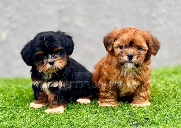 1-3 months Female Purebred Lhasa Apso · Photo 1