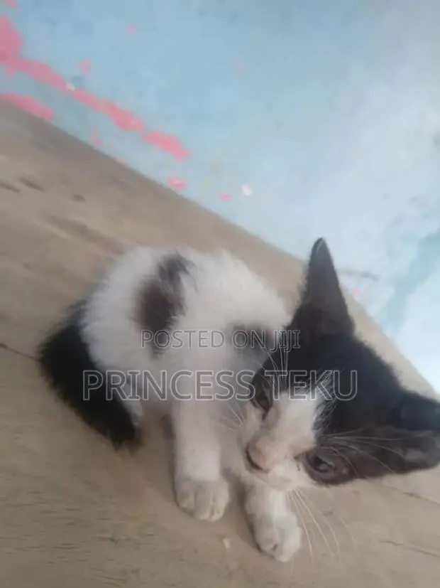1-3 months Male Purebred Cat · Photo 3
