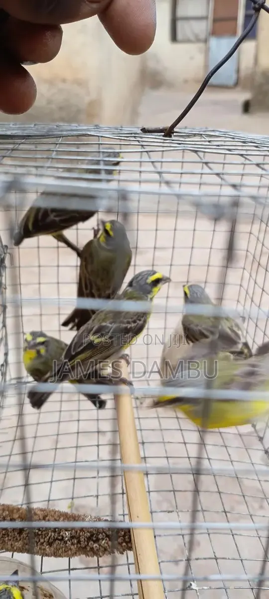 Canary Birds · Photo 2