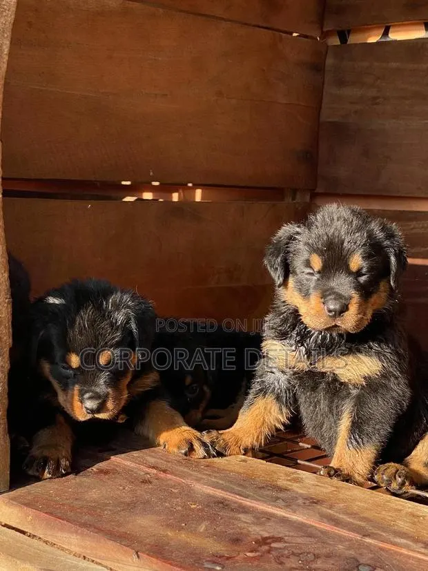 1-3 months Male Purebred Rottweiler · Photo 1