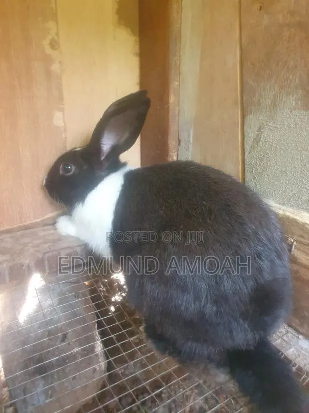 Fully Matured Male Rabbit for Sale/Crossing · Photo 1
