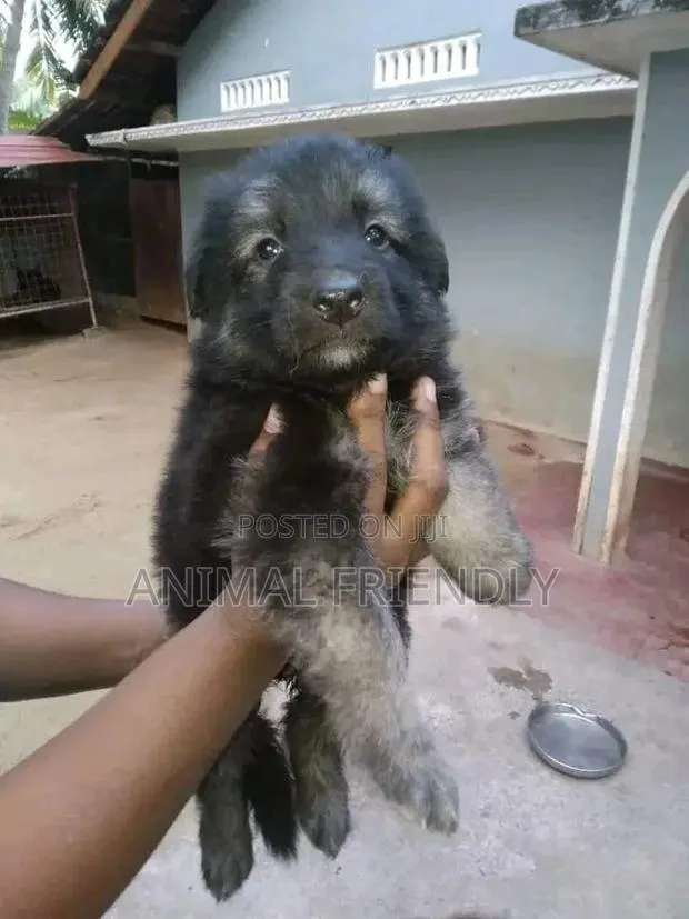 1-3 months Male Purebred Caucasian Shepherd · Photo 1