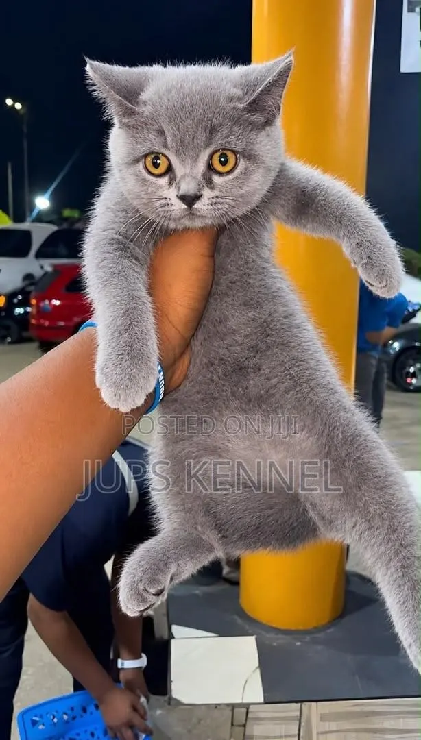1-3 months Female Purebred British Shorthair · Photo 1