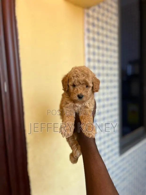 1-3 months Male Purebred Poodle · Photo 1