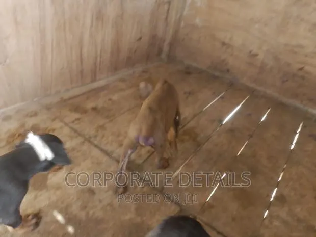 1-3 months Male Purebred Doberman Pinscher · Photo 1