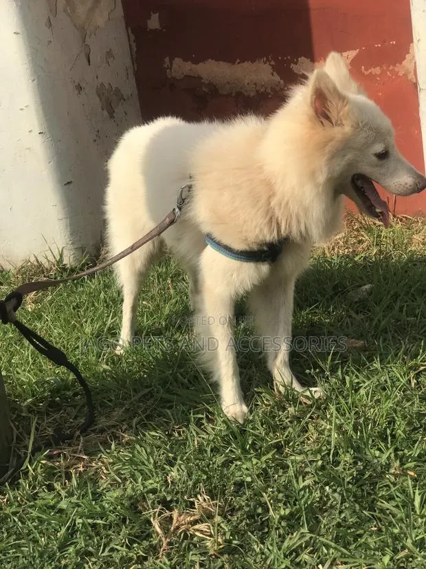 Male American Eskimo Available for Stud Services · Photo 1