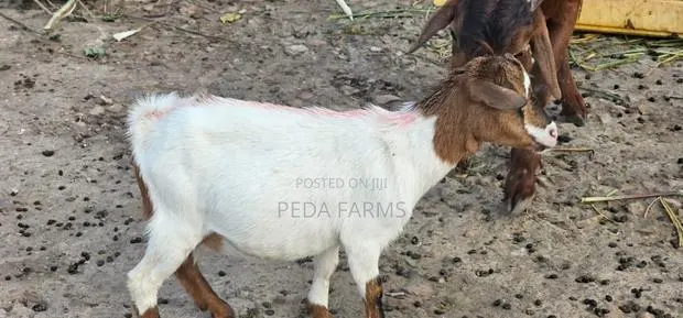 Goats for Meat and Breeding (1500 - 5000) · Photo 1